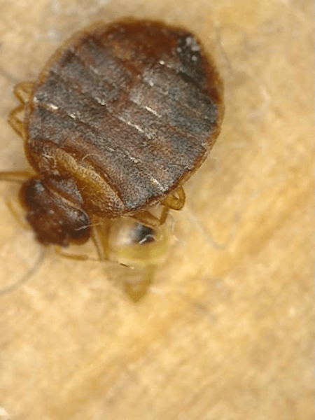 bed-bug-laundry