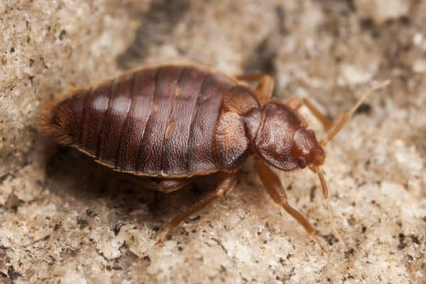 bed bug treatment